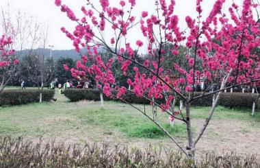 踏青好時(shí)節(jié)，盛世互聯(lián)與您相約九真山！